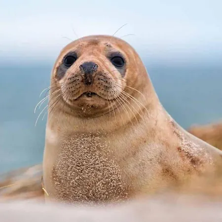 La Maison Du Port Saint-Valéry-sur-Somme